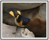 American Redstart