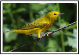 Yellow Warbler
