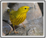 Yellow Warbler