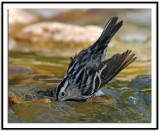 Black & White Warbler