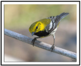 Black-Throated Green Warbler