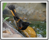 American Redstart