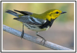 Black-Throated Green Warbler