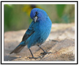 Indigo Bunting