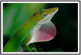 Anole