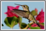 Ruby-throated Hummingbird