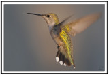 Ruby-throated Hummingbird