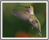 Ruby-throated Hummingbird