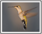 Ruby-throated Hummingbird