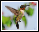 Ruby-throated Hummingbird