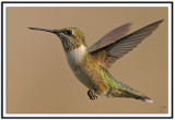 Ruby-throated Hummingbird