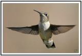 Ruby-throated Hummingbird