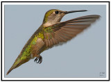 Ruby-throated Hummingbird