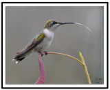 Ruby-throated Hummingbird