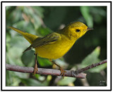 Wilsons Warbler
