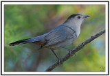 Gray Catbird