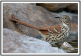 Brown Thrasher