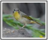 Common Yellowthroat