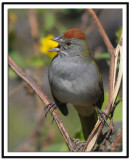 Green-tailed Towhee