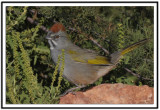 Green-tailed Towhee