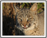 Bobcat