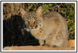 Bobcat