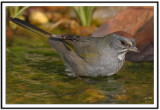 Green-tailed Towhee