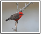 Vermilion Flycatcher