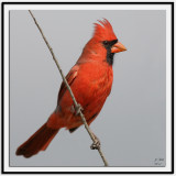 Northern Cardinal