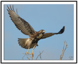 White-tailed Hawk