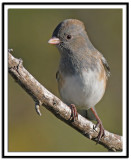 Dark-eyed Junco