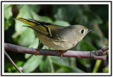 Ruby-crowned Kinglet