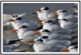 Terns