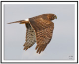 Northern Harrier