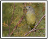 Orange-crowned Warbler