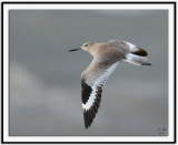 Willet