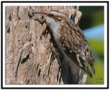 Brown Creeper