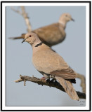 Eurasian Collared Dove