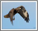 White-tailed Hawk