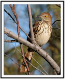 Brown Thrasher