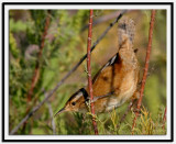 Marsh Wren