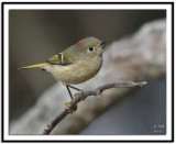 Ruby-crowned Kinglet