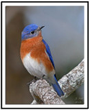 Eastern Bluebird