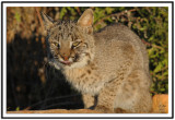 Bobcat