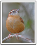 Carolina Wren