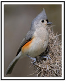 Tufted Titmouse