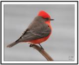 Vermilion Flycatcher