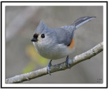 Tufted Titmouse