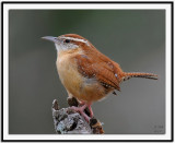 Carolina Wren