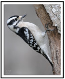 Downy Woodpecker